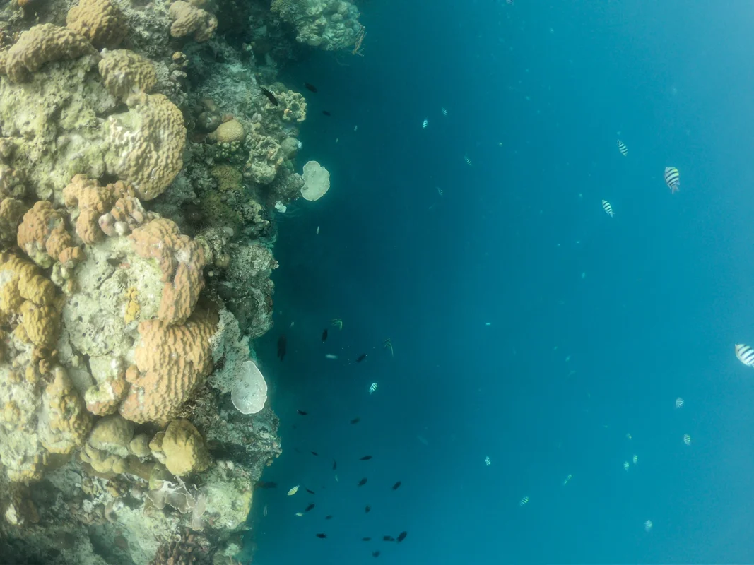 צלילות ושנורקלינג