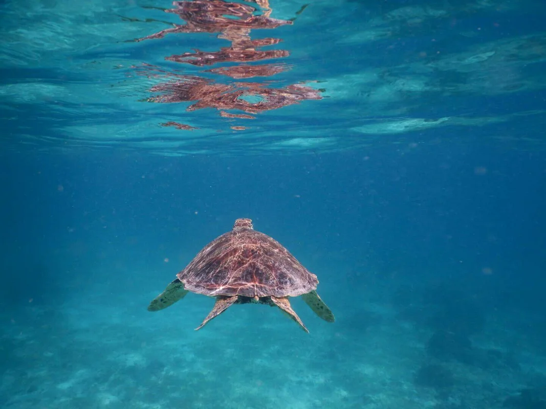 שחייה עם צבי ים